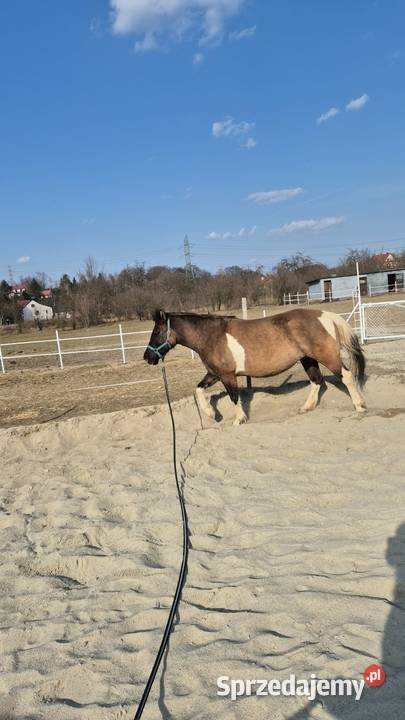 Klacz huculska z licencją Rzuchowa