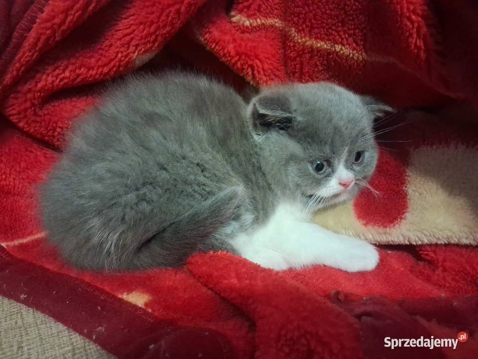 Kotek brytyjski tanio warmińsko-mazurskie Nowe Miasto Lubawskie sprzedam