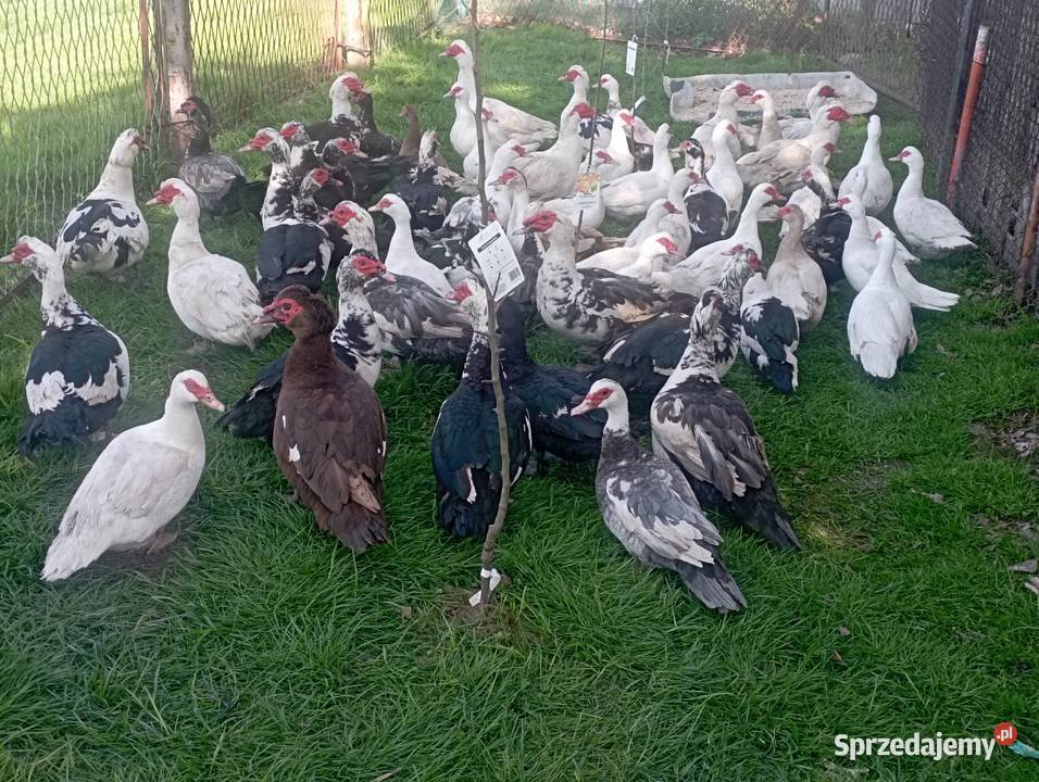 Sprzedaż LIKWIDACJA KACZORÓWKACZEK Piżmowych Golasowice