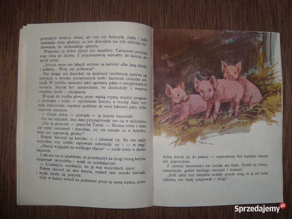 Taś taś Benedykt Hertz mazowieckie