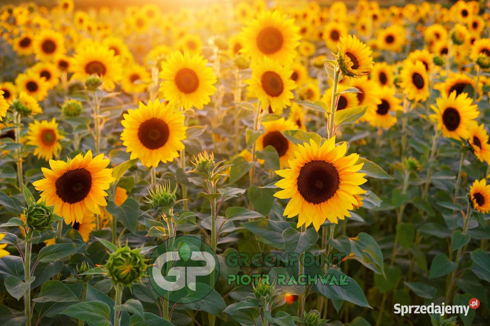 FAKTURA Słonecznik ozdobny PASZPORT FIRMA Kraków