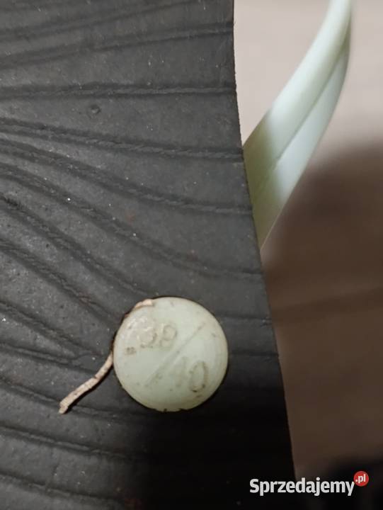 japonki damskie rozmiar 3940 Poznań