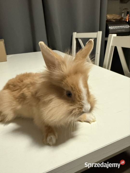 Króliczki miniaturki sprzedam