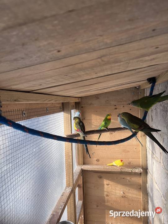 Sprzedam papugi Kalisz sprzedam