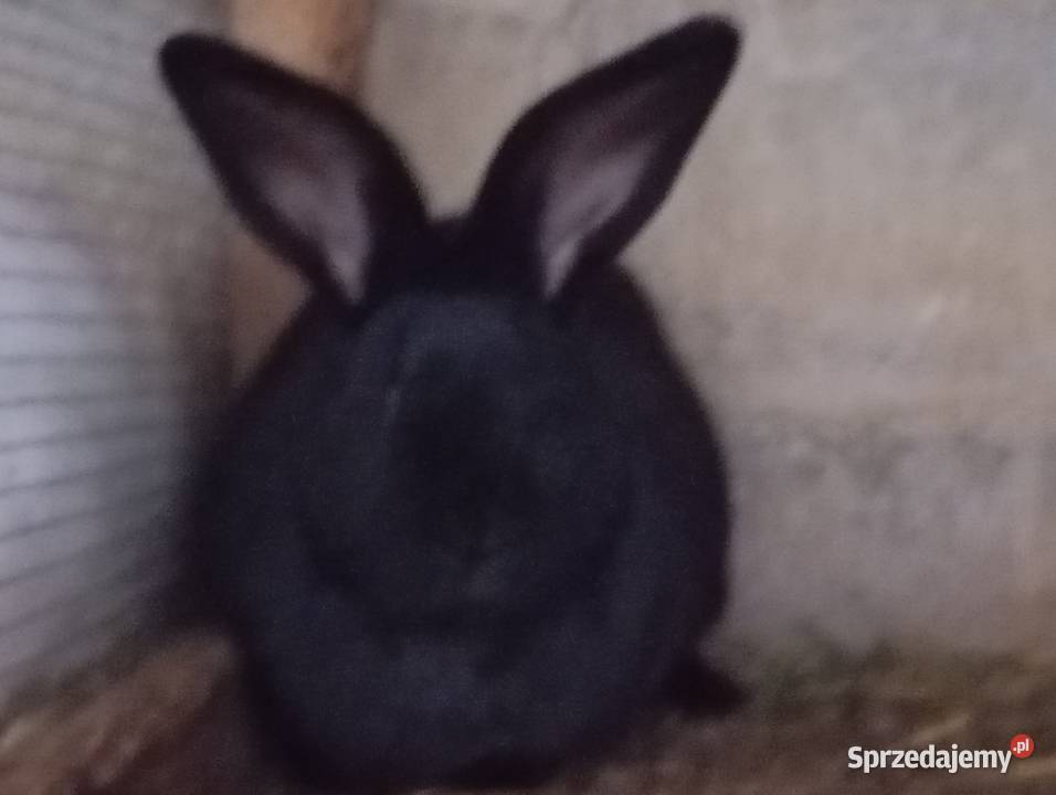 Króliki Srokacze Pokrzywnica