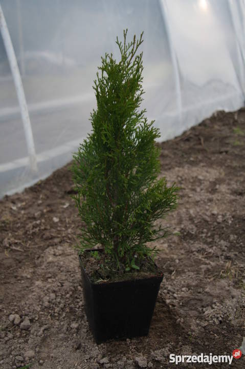 Tuja szmaragd lawson kórnik Sadzonki 304060