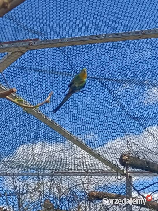 Świergotka seledynowa Wąbrzeźno