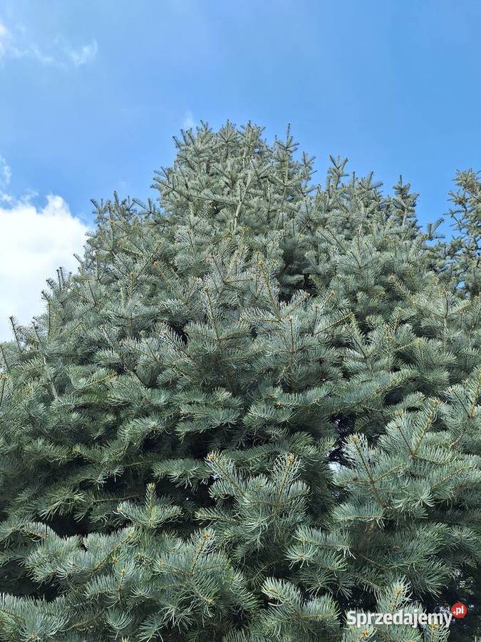Piękna Jodła Kalifornijska opolskie
