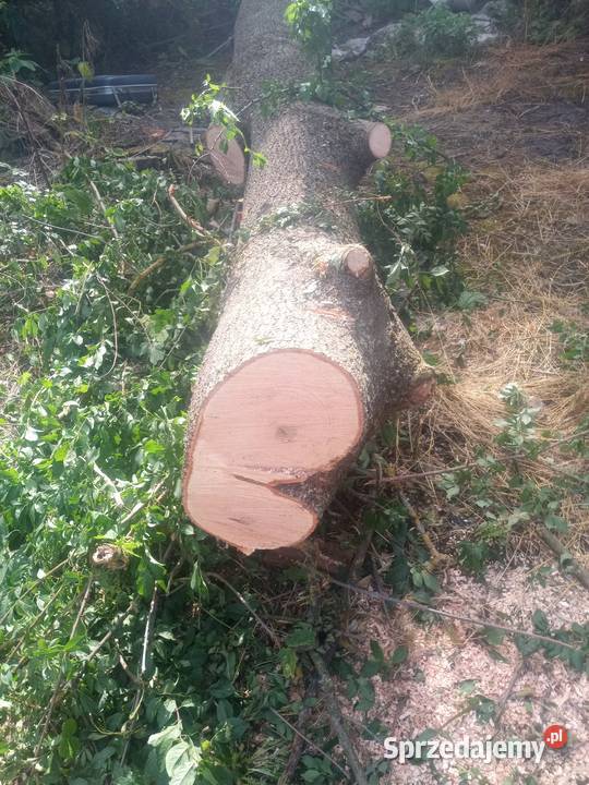 Sprzedam Drzewo Jesion Leśnictwo Lubaczów