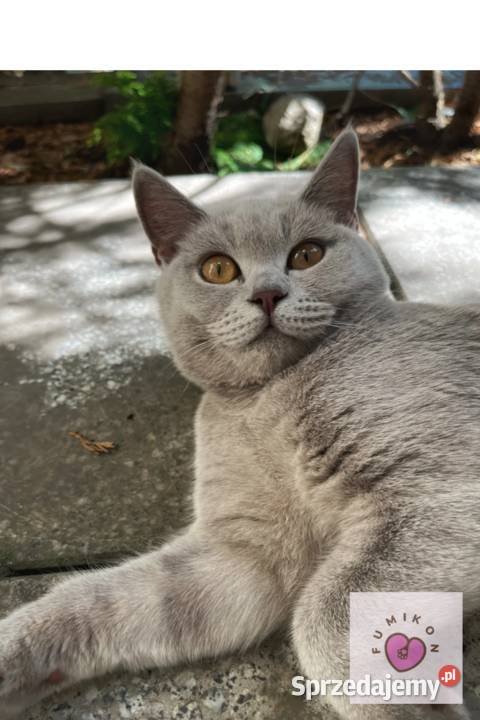 Kot brytyjski kocur z 5 pokoleniowym rodowodem Kraków sprzedam