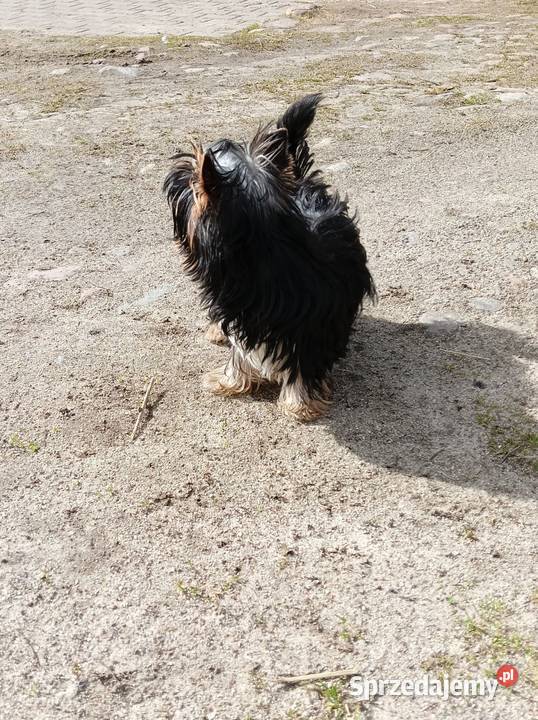 Yorkshire Terrier Enzo Boy 6mc