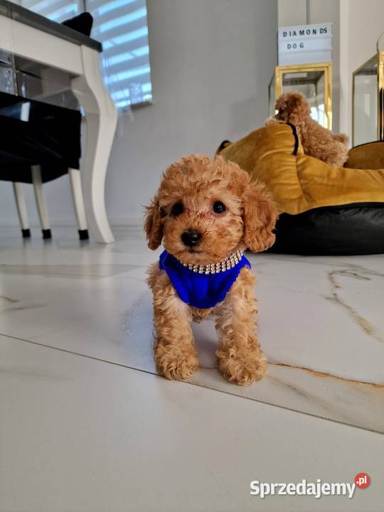 Pudelki toy do odbioru tatus FCI podkarpackie Jasło