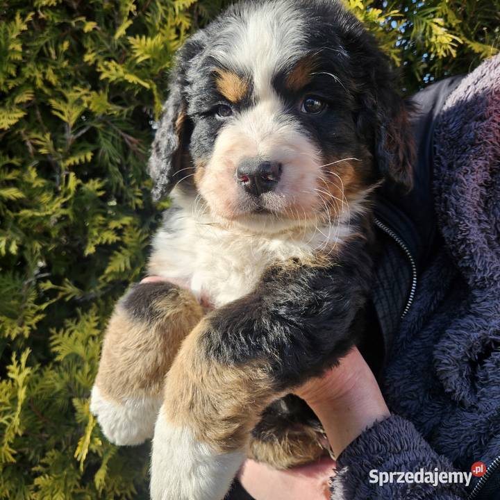 Berneński pies pasterski Radom