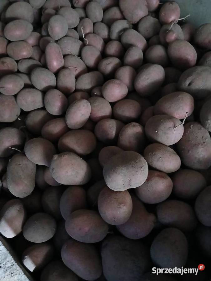 ziemniaki baltic rose