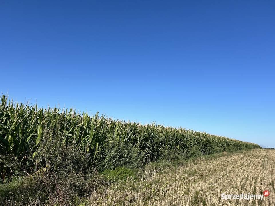 Kukurydza na pniu lubelskie Garbów