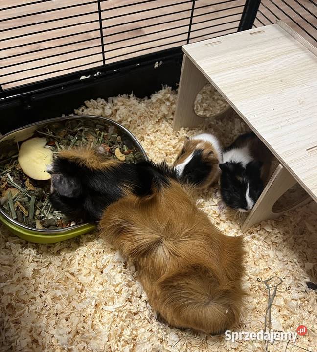 ADOPCJA ŚWINEK MORSKICH ABISYŃSKICH wymagany Rytel