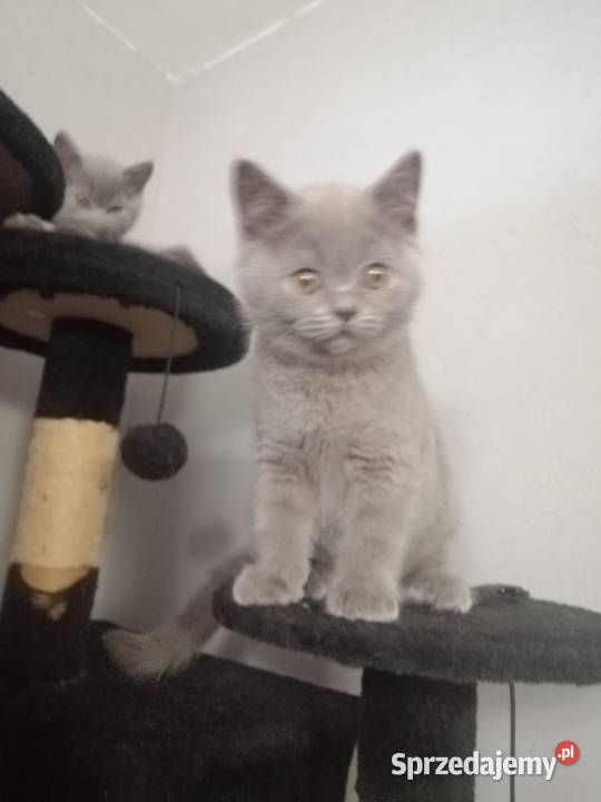 Kot brytyjski niebieski krótkowłosy Płock