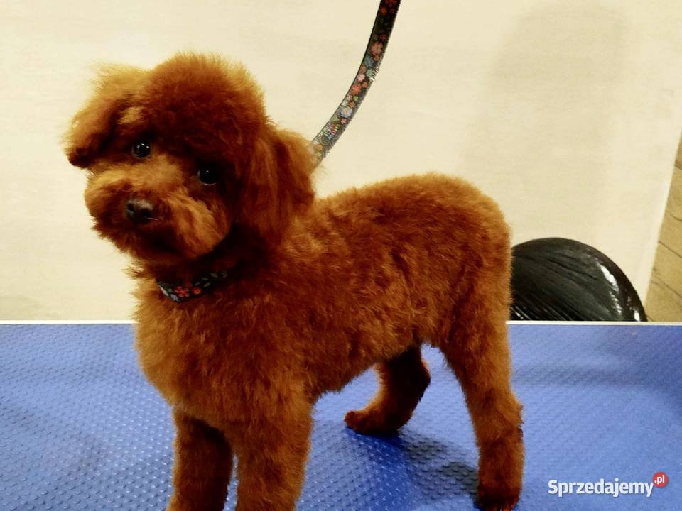 Pudel Toy piesek Odsprzedam Pozostałe świętokrzyskie