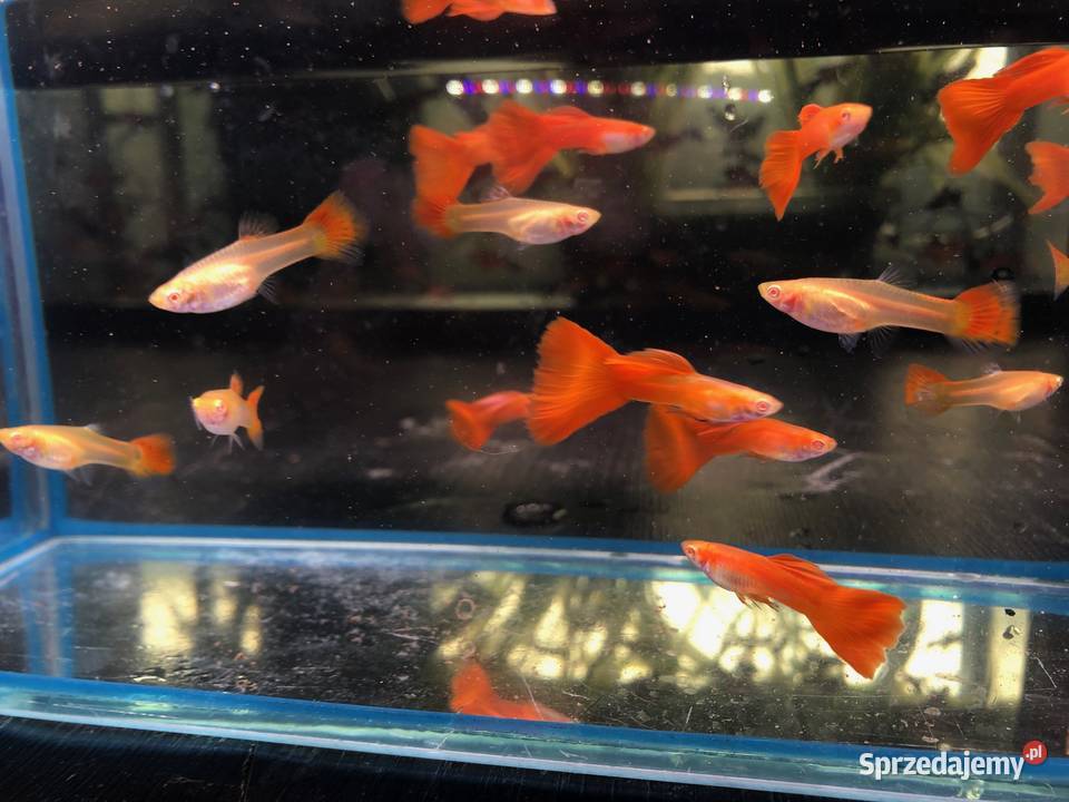 Gubik Full Red Albino łódzkie Justynów sprzedam