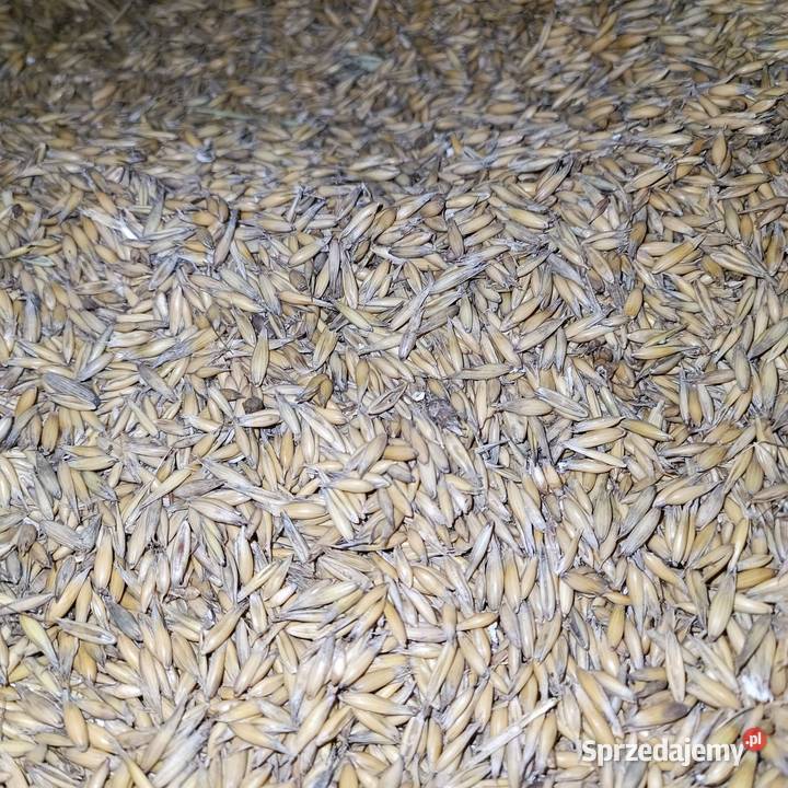 Owies tegoroczny Sieklówka