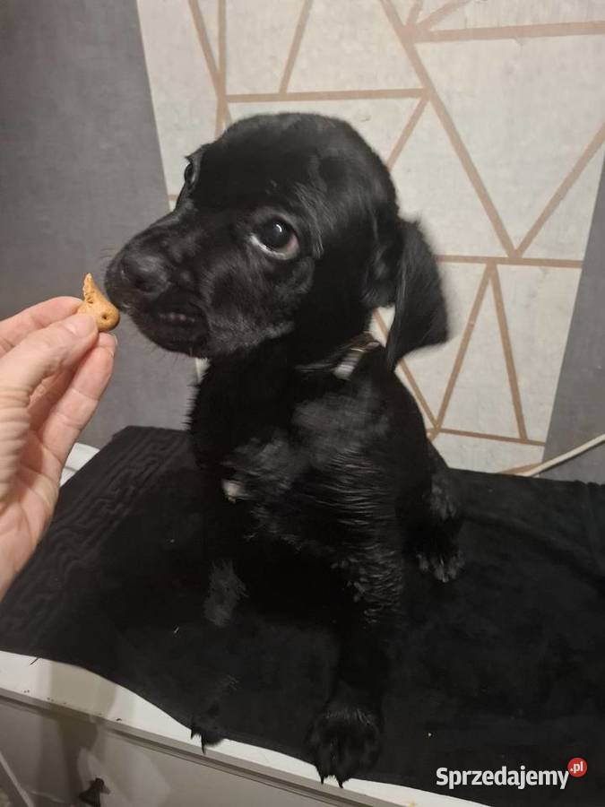 Szczeniaki Cane Corso Radom