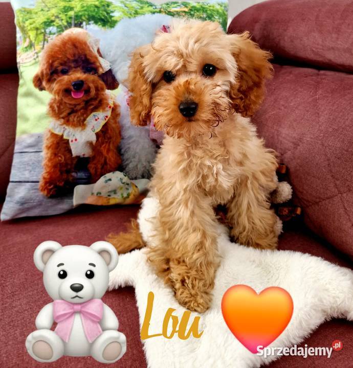 Unikatowy pudelek toy misio Jasło