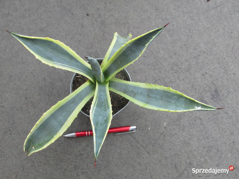 Kolorowa agawa agave americana variegata duża małopolskie Kraków