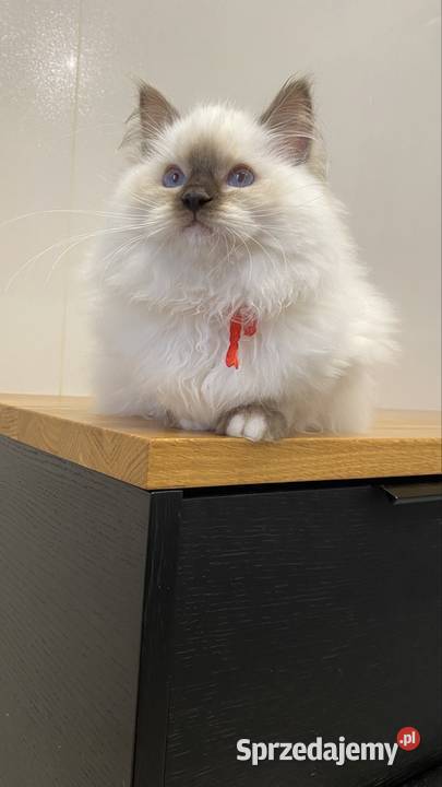 Piękna duże czekoladowa koteczka hodowlana Katowice