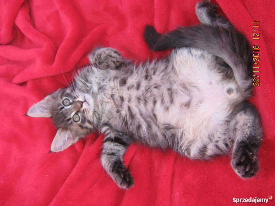 Prześliczny Duży kocurek Maine Coon FPL