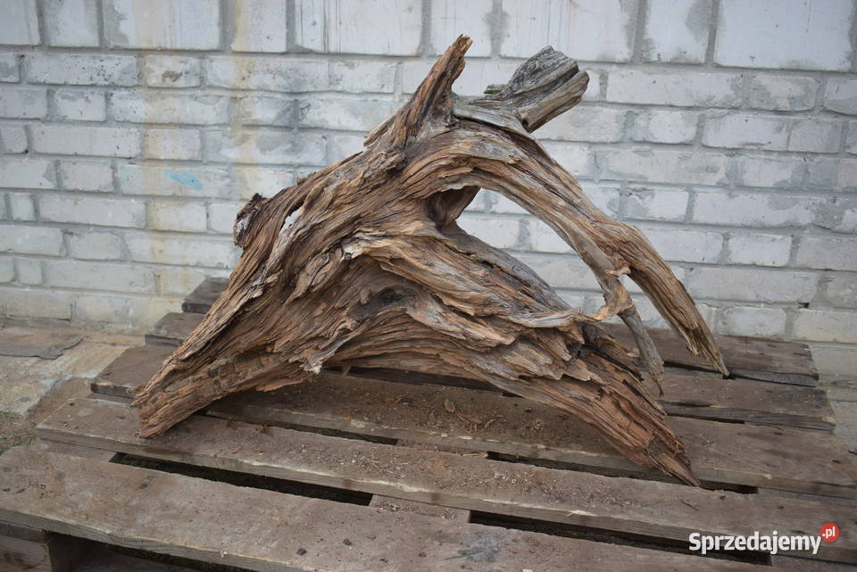 Korzeń ozdobny do ogrodu sprzedam