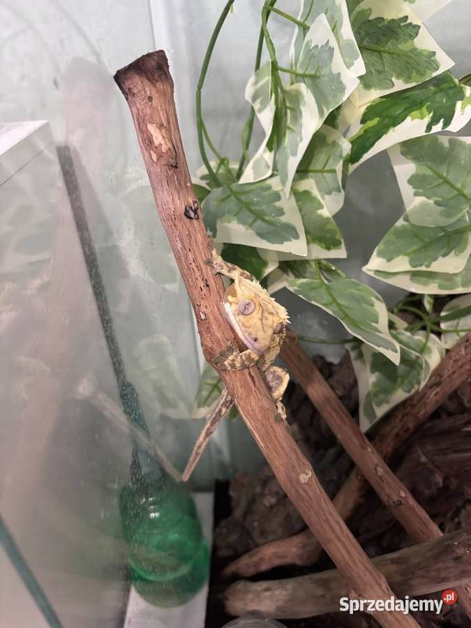 Gekon orzęsiony 2 letni samiec z całym terrarium Konikowo