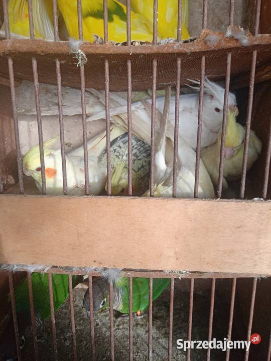 Nimfy małopolskie Wawrzeńczyce