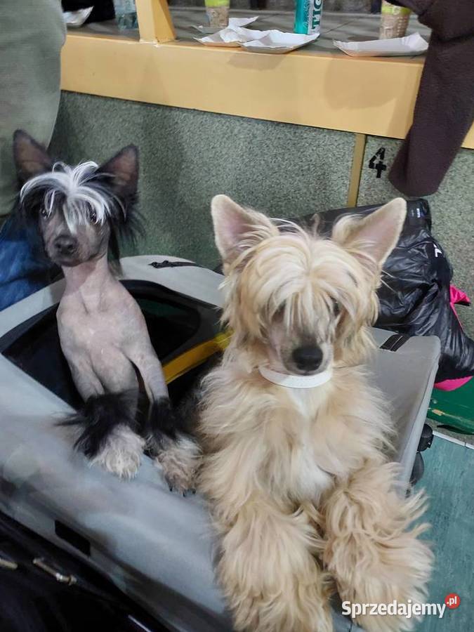 Chiński Grzywacz ZKwPFCI samiec THL pomorskie Czarna Dąbrówka