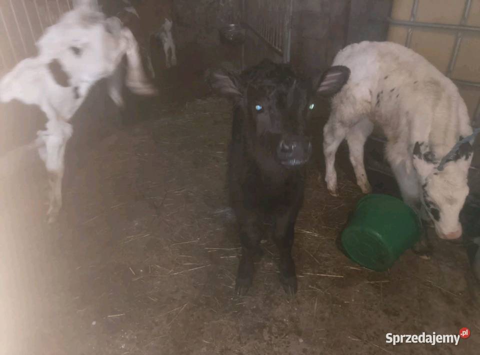 Byczki do dalszego chowu Mzurowa