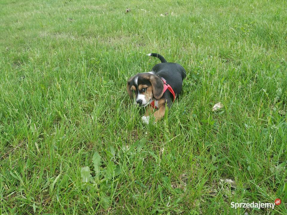 Suczka szczeniak Beagle łódzkie