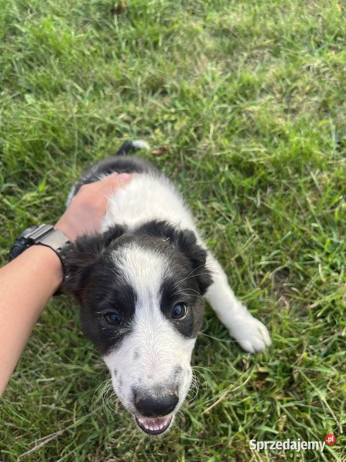 Border Collie szczeniaki Mielec sprzedam