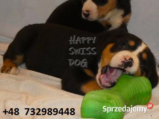 Duży Szwajcarski Pies Pasterski szczeniaki Katowice