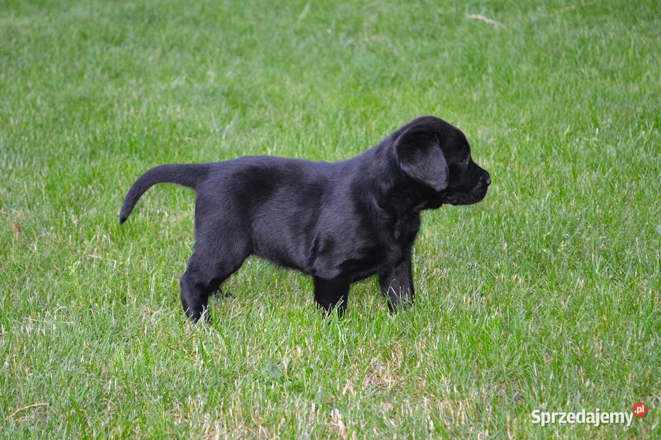 Szczeniaki Labrador Retriever czarne i Żelechlinek
