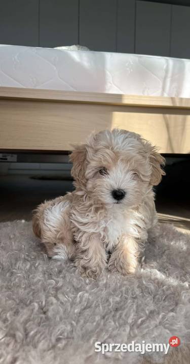 Maltipoo 10tyggotowe do nowego domuinteligencja