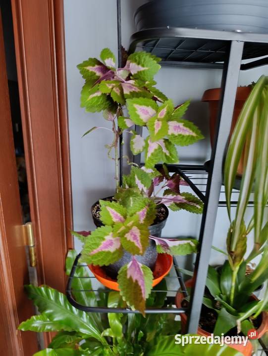 koleus Blumego Coleus blumei pokrzywka