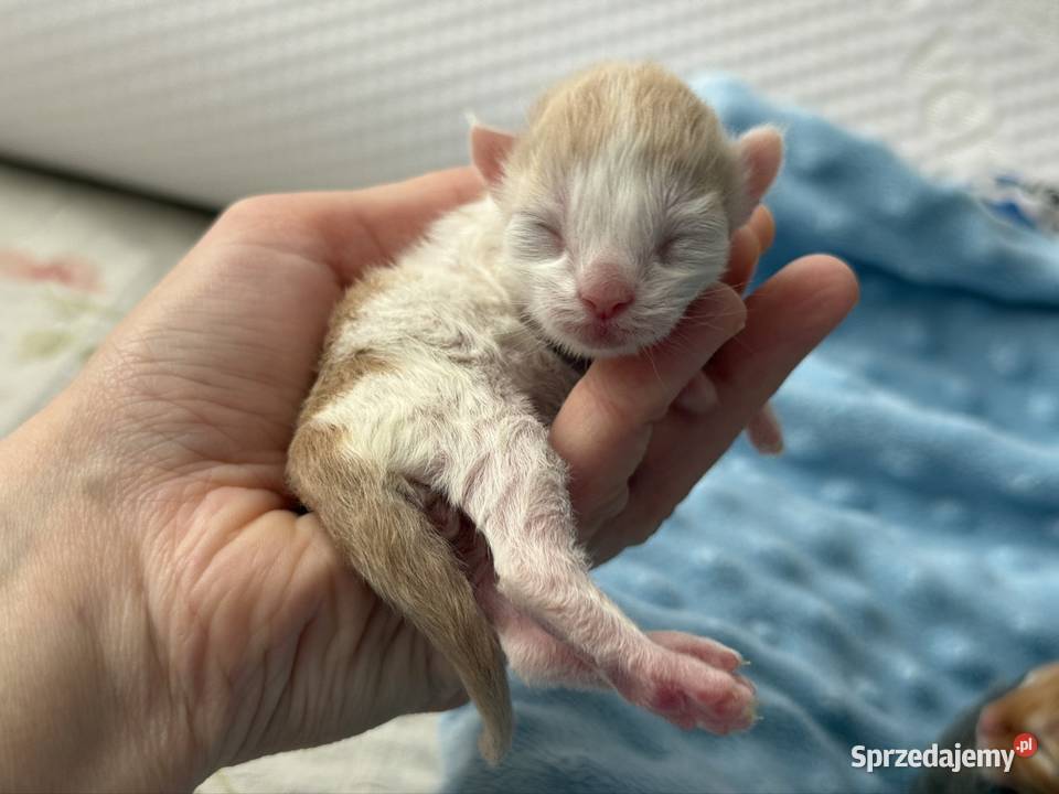 Maine Coon do rezerwacji Wrocław