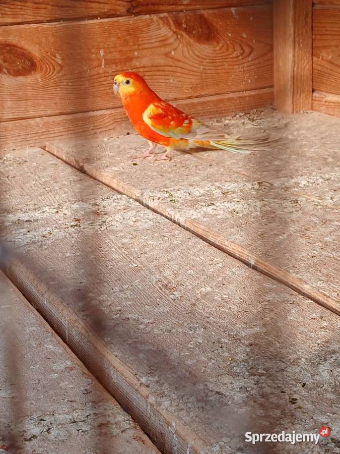 Papuga piekna spiewa swiergotka mazowieckie Goździk