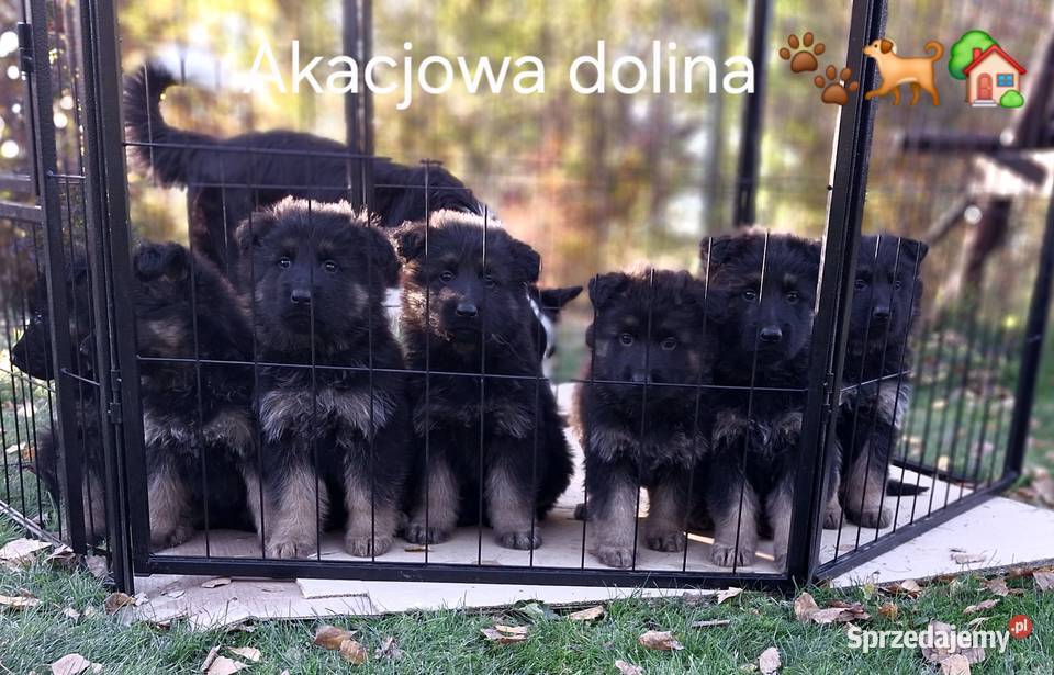 Szczeniaki owczarka niemieckiego długowłosego Psy Mykanów