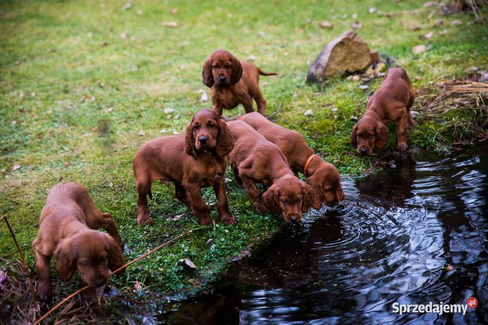 Seter Irlandzki FCI Częstochowa