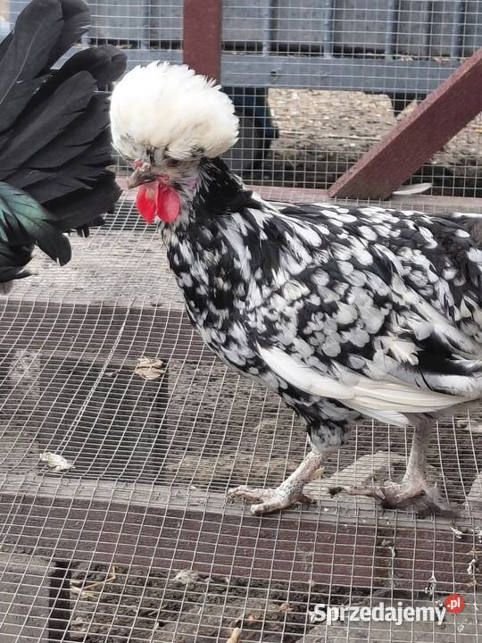 Czubatki Drób i ptactwo