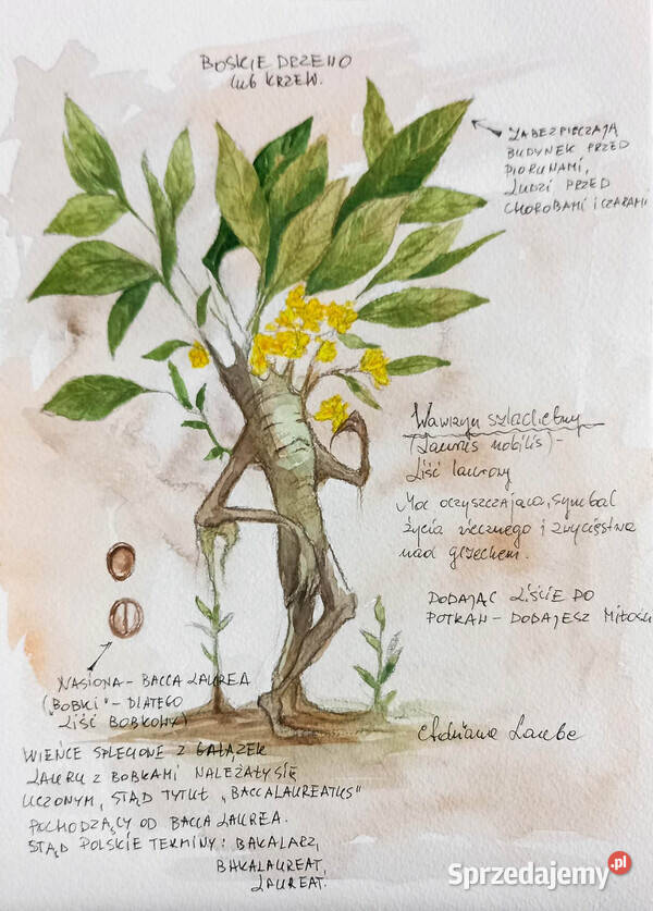 Wawrzyn szlachetny liść laurowy magiczne Katowice sprzedam