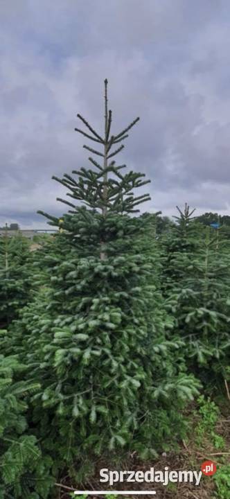Jodła kaukaska Świerk serbski pospolity srebrny Białachowo