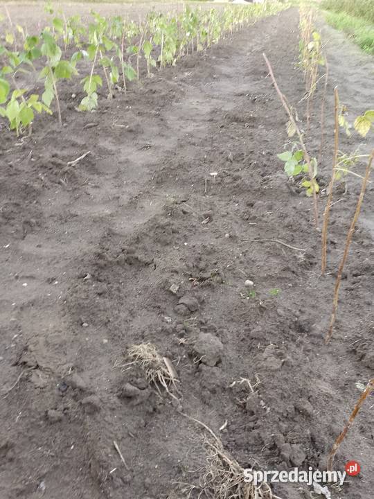 sprzedam sadzonki maliny odmiany Polonez i podkarpackie