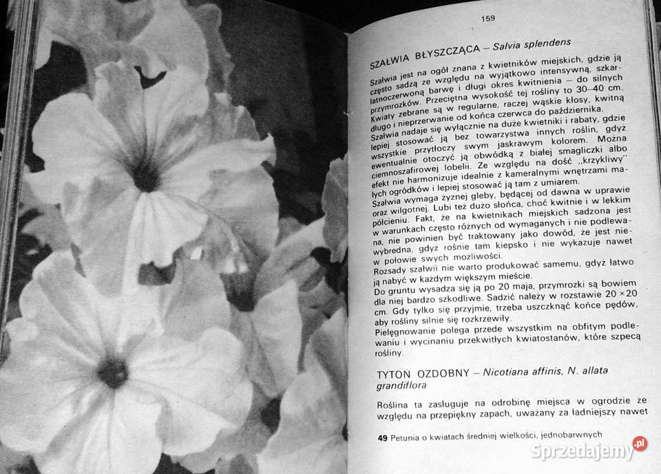 Kwiaty w ogródku Izabela Kiljańska Chełm