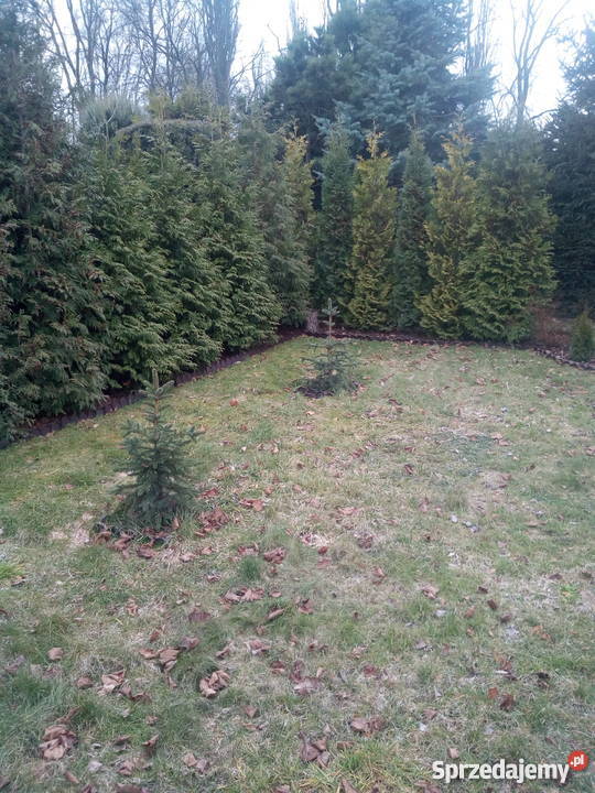 sprzedam działka rod zgierz 400m2 łódzkie